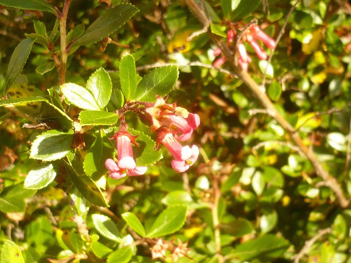 Escallonia rubra var. macrantha (Escalloniaceae)